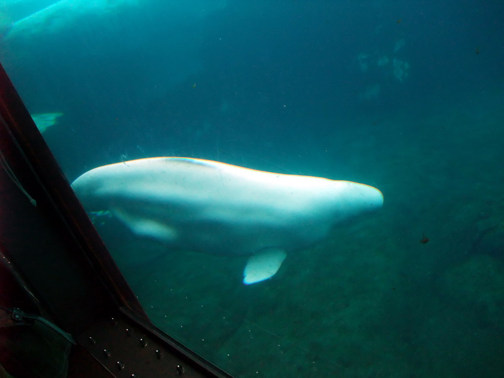 Animal under water at SeaWorld San Diego