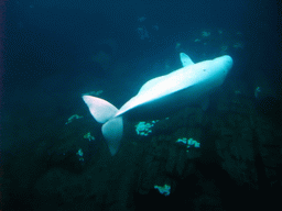 Animal under water at SeaWorld San Diego