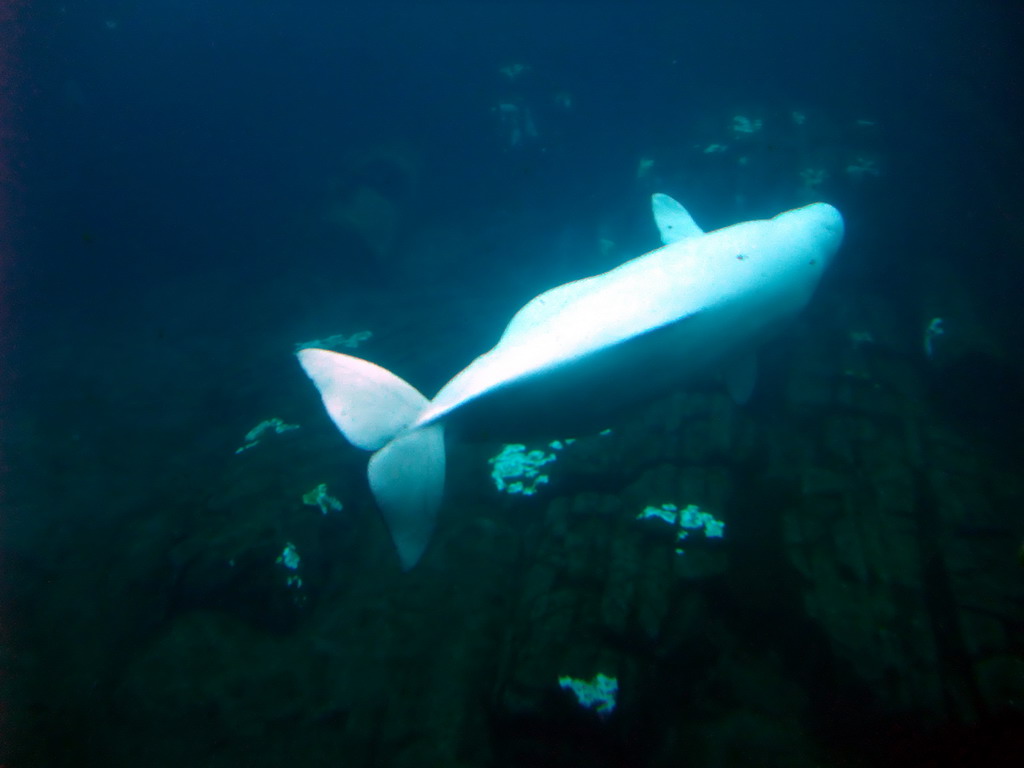 Animal under water at SeaWorld San Diego