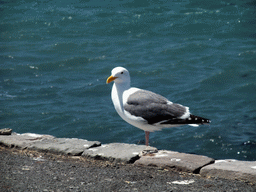 Seagull at San Francisco Bay