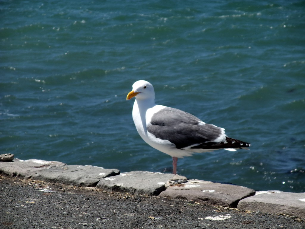 Seagull at San Francisco Bay