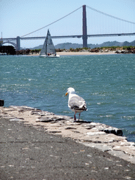 Seagull, boat and Golden Gate Bridge