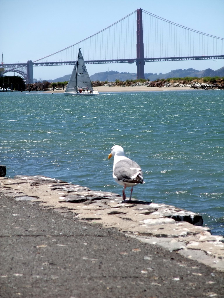 Seagull, boat and Golden Gate Bridge