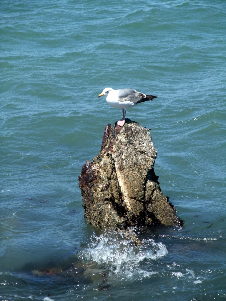 Seagull at San Francisco Bay