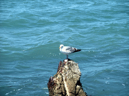 Seagull at San Francisco Bay