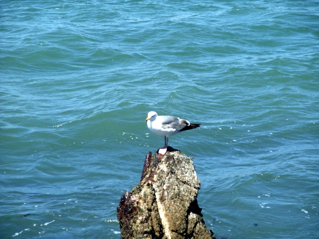 Seagull at San Francisco Bay