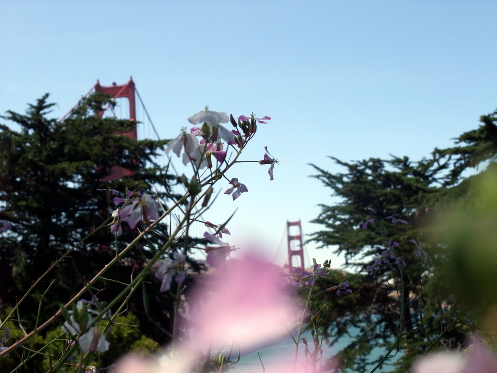 Golden Gate Bridge and plants