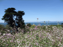 Plants near the Golden Gate Bridge