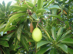 Fruit hanging from a tree at the gardens of the Gloria Resort Sanya