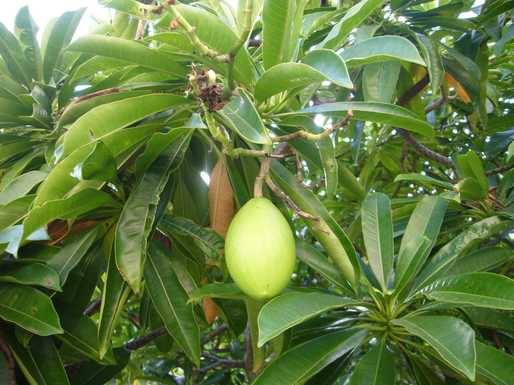 Fruit hanging from a tree at the gardens of the Gloria Resort Sanya