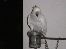 Parrot in the lobby of the Gloria Resort Sanya