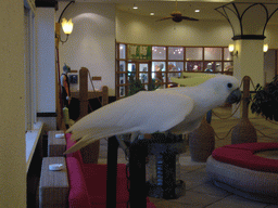 Parrot in the lobby of the Gloria Resort Sanya