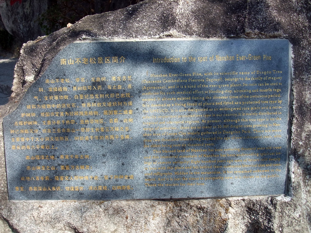 Explanation on the Nanshan Evergreen Pine at the Sanya Nanshan Dongtian Park