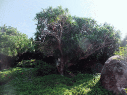 The Nanshan Evergreen Pine at the Sanya Nanshan Dongtian Park