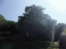 The Nanshan Evergreen Pine at the Sanya Nanshan Dongtian Park