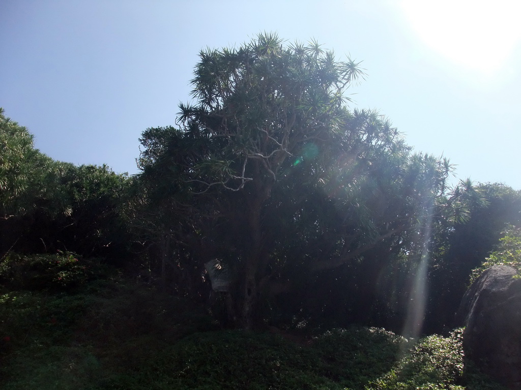 The Nanshan Evergreen Pine at the Sanya Nanshan Dongtian Park