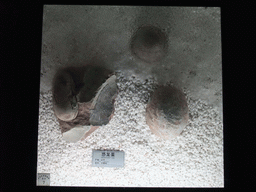 Fossil dinosaur eggs at the Sanya Museum of Natural History at the Sanya Nanshan Dongtian Park