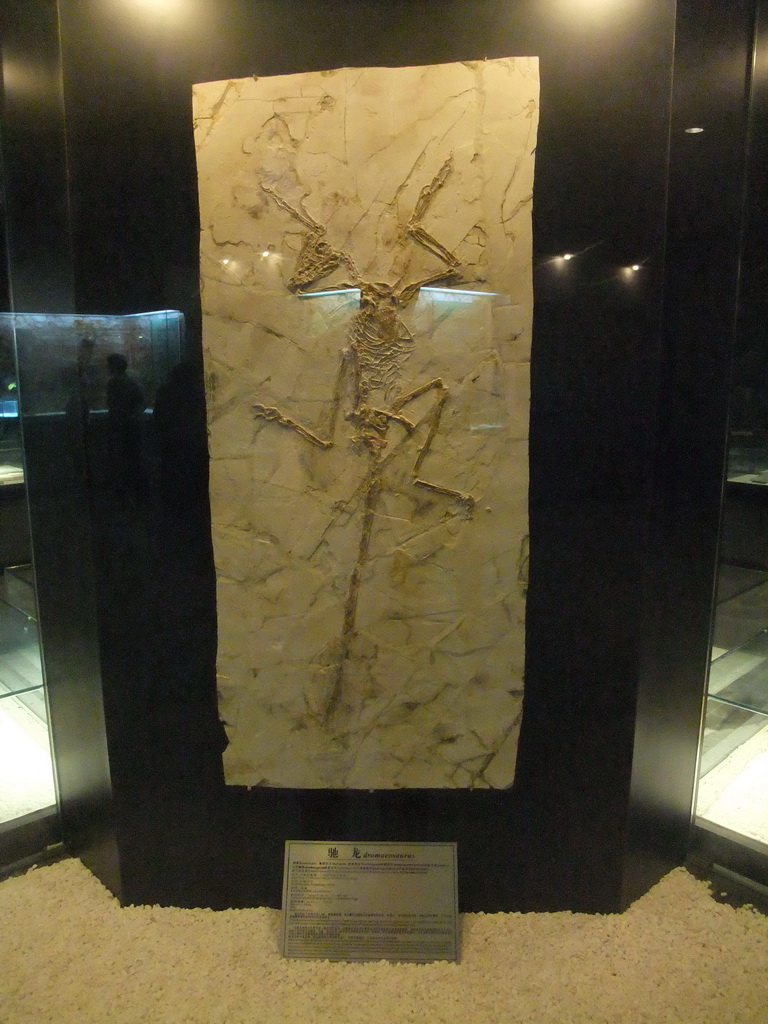 Fossil of a Dromaeosaurus at the Sanya Museum of Natural History at the Sanya Nanshan Dongtian Park, with explanation