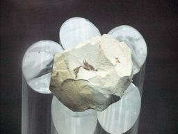 Fossil of the Liaoning Ancient Fruit at the Sanya Museum of Natural History at the Sanya Nanshan Dongtian Park