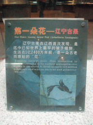 Explanation on the Liaoning Ancient Fruit at the Sanya Museum of Natural History at the Sanya Nanshan Dongtian Park