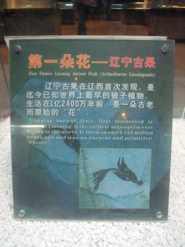 Explanation on the Liaoning Ancient Fruit at the Sanya Museum of Natural History at the Sanya Nanshan Dongtian Park
