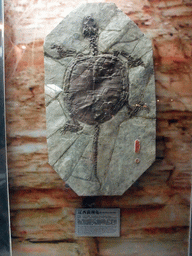 Fossil of a `Manchurochelys liaoxensis` turtle at the Sanya Museum of Natural History at the Sanya Nanshan Dongtian Park, with explanation