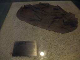 Fossil of a Psittacosaur at the Sanya Museum of Natural History at the Sanya Nanshan Dongtian Park, with explanation