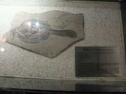 Fossil of a `Confuciusornis sanctus` bird at the Sanya Museum of Natural History at the Sanya Nanshan Dongtian Park, with explanation