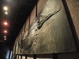 Giant fossil on a wall at the Sanya Museum of Natural History at the Sanya Nanshan Dongtian Park