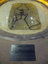 Fossil of a Sanya Pterosaur at the Sanya Museum of Natural History at the Sanya Nanshan Dongtian Park, with explanation