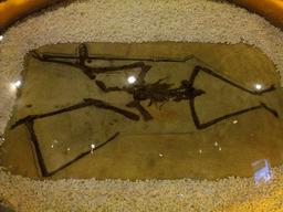 Fossil of a Sanya Pterosaur at the Sanya Museum of Natural History at the Sanya Nanshan Dongtian Park