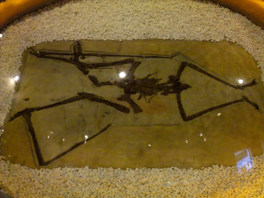 Fossil of a Sanya Pterosaur at the Sanya Museum of Natural History at the Sanya Nanshan Dongtian Park
