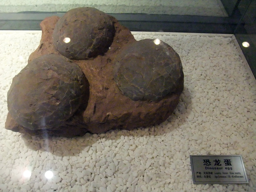 Fossil dinosaur eggs at the Sanya Museum of Natural History at the Sanya Nanshan Dongtian Park