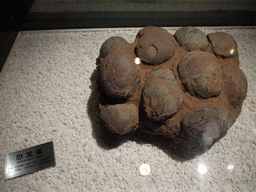 Fossil dinosaur eggs at the Sanya Museum of Natural History at the Sanya Nanshan Dongtian Park