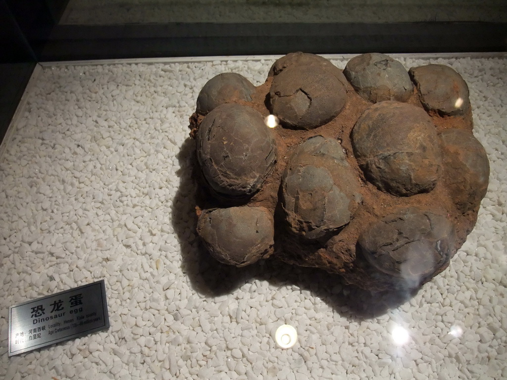 Fossil dinosaur eggs at the Sanya Museum of Natural History at the Sanya Nanshan Dongtian Park