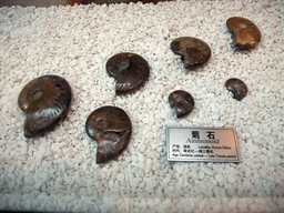 Fossil ammonoids at the Sanya Museum of Natural History at the Sanya Nanshan Dongtian Park