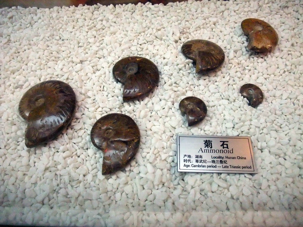 Fossil ammonoids at the Sanya Museum of Natural History at the Sanya Nanshan Dongtian Park