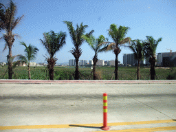 Palm trees and buildings at the outskirts of the city, viewed from a car