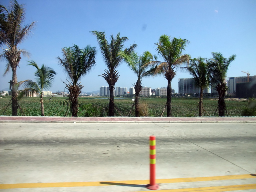 Palm trees and buildings at the outskirts of the city, viewed from a car