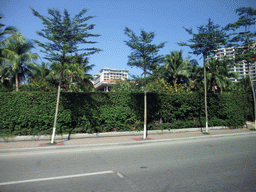 Palm trees in front of the Howard Johnson Resort Sanya, viewed from a car