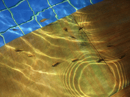 Little fish in the Dr. Fish pool at the Fisherman`s Wharf at the Ocean Sonic Resort