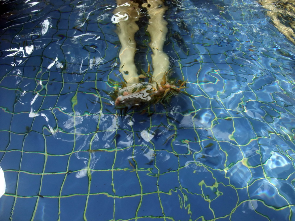 Tim`s feet with little fish in the Dr. Fish pool at the Fisherman`s Wharf at the Ocean Sonic Resort