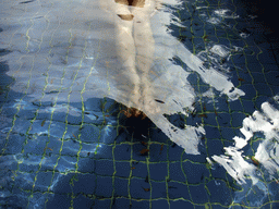 Mengjin`s feet with little fish in the Dr. Fish pool at the Fisherman`s Wharf at the Ocean Sonic Resort