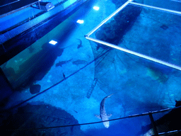 Top side of the aquarium of the Aqua restaurant at the InterContinental Sanya Haitang Bay Resort, by night