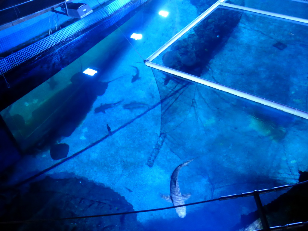 Top side of the aquarium of the Aqua restaurant at the InterContinental Sanya Haitang Bay Resort, by night