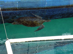 Turtle at the top side of the aquarium of the Aqua restaurant at the InterContinental Sanya Haitang Bay Resort