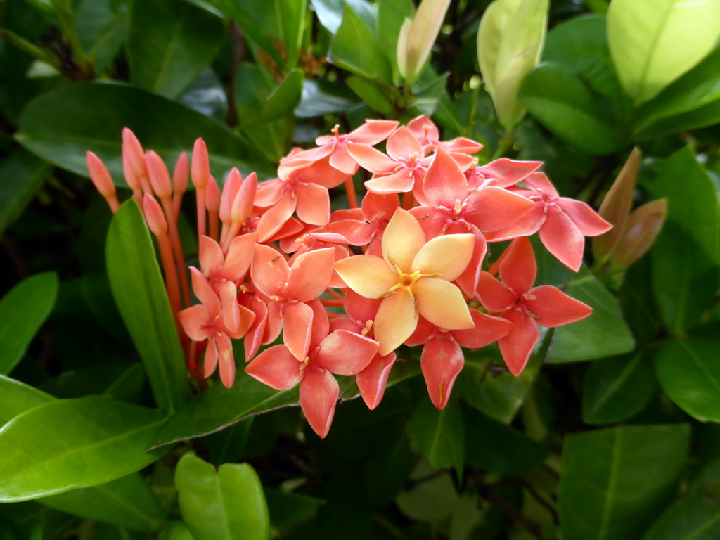 Pink flowers in the garden of the InterContinental Sanya Haitang Bay Resort