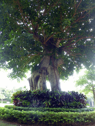 Tree in the garden of the InterContinental Sanya Haitang Bay Resort