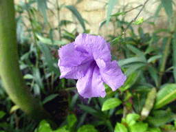 Purple flowers in the garden of the InterContinental Sanya Haitang Bay Resort