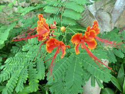 Red-orange flowers in the garden of the InterContinental Sanya Haitang Bay Resort